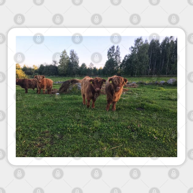 Scottish Highland Cattle Calves 1825 Sticker by SaarelaHighland